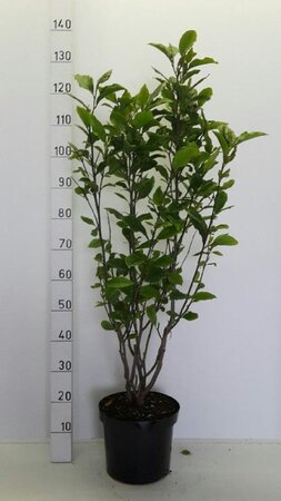 Magnolia l. 'Nigra' 80-100 cm cont. 7,5L