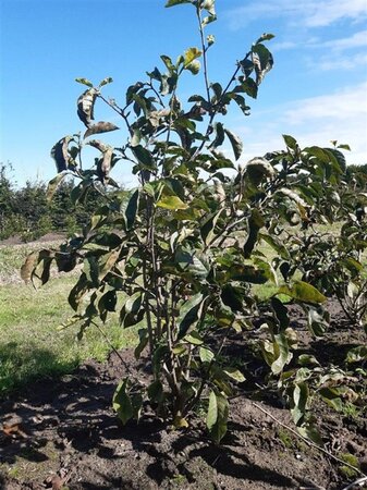 Magnolia l. 'Nigra' 80-100 cm met kluit - afbeelding 3