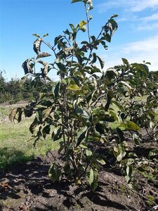Magnolia l. 'Nigra' 80-100 cm met kluit - afbeelding 3