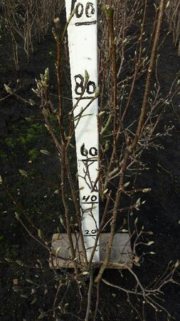 Magnolia l. 'Nigra' 80-100 cm met kluit - afbeelding 1