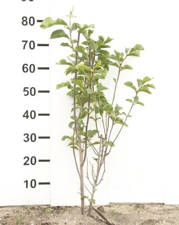 Magnolia l. 'Nigra' 80-100 cm met kluit - afbeelding 3