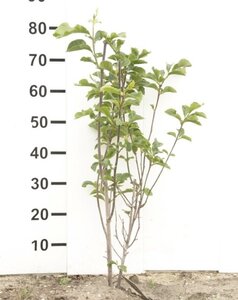 Magnolia l. 'Nigra' 80-100 cm met kluit - afbeelding 3
