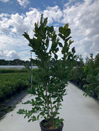 Magnolia loebneri 'Wildcat' 125-150 cm cont. 25L