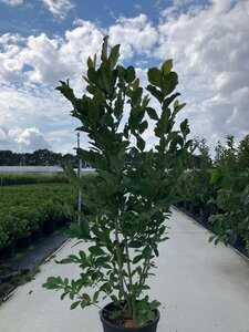 Magnolia loebneri 'Wildcat' 125-150 cm cont. 25L