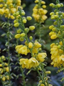 Mahonia media 'Charity' 125-150 cm met kluit - afbeelding 3