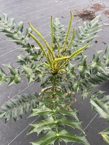 Mahonia media 'Charity' 40-50 cm cont. 3,0L - afbeelding 2