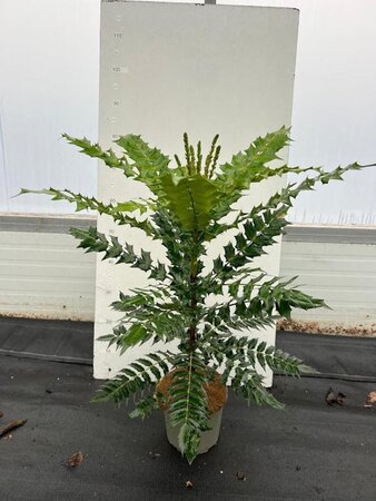Mahonia media 'Charity' 40-50 cm cont. 3,0L