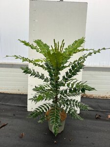 Mahonia media 'Charity' 40-50 cm cont. 3,0L