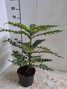 Mahonia media 'Charity' 40-50 cm cont. 3,5L