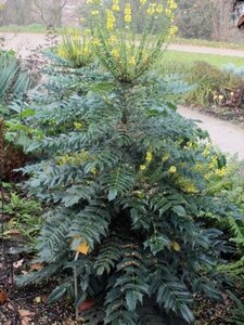 Mahonia media 'Charity' 60-80 cm container
