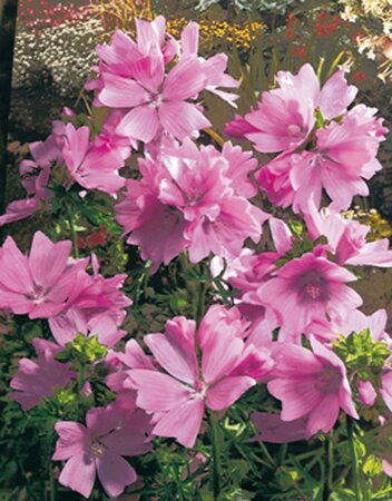 Malva moschata geen maat specificatie 0,55L/P9cm