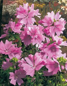Malva moschata geen maat specificatie 0,55L/P9cm
