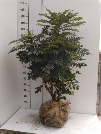 Mahonia media 'Winter Sun' 100-125 cm met kluit - afbeelding 3