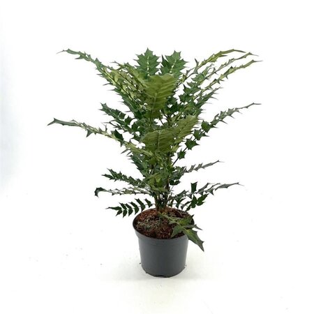 Mahonia media 'Winter Sun' 30-40 cm cont. 3,0L - afbeelding 2