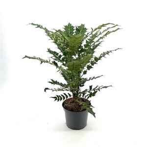 Mahonia media 'Winter Sun' 30-40 cm cont. 3,0L - afbeelding 2