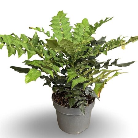 Mahonia media 'Winter Sun' 30-40 cm cont. 4,0L