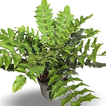 Mahonia media 'Winter Sun' 30-40 cm cont. 4,0L