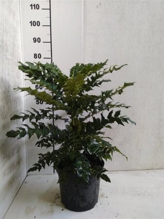 Mahonia media 'Winter Sun' 30-40 cm met kluit