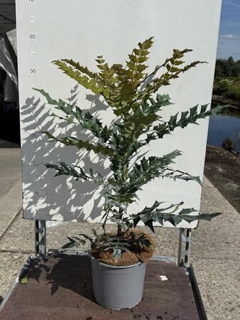 Mahonia media 'Winter Sun' 40-50 cm cont. 3,0L