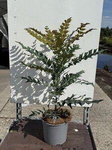 Mahonia media 'Winter Sun' 40-50 cm cont. 3,0L