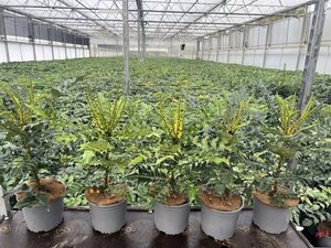 Mahonia media 'Winter Sun' 40-50 cm cont. 3,0L - afbeelding 2