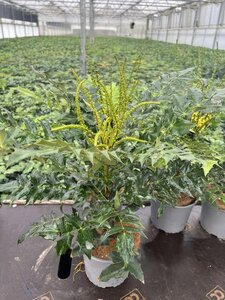 Mahonia media 'Winter Sun' 40-50 cm cont. 3,0L - afbeelding 3