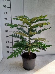 Mahonia media 'Winter Sun' 40-50 cm cont. 3,5L