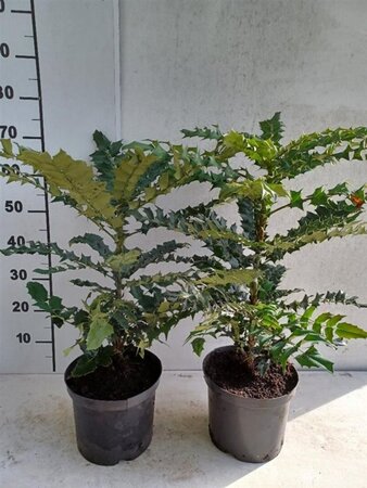 Mahonia media 'Winter Sun' 40-50 cm cont. 3,5L - afbeelding 2