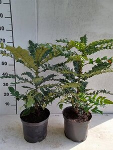 Mahonia media 'Winter Sun' 40-50 cm cont. 3,5L - afbeelding 2