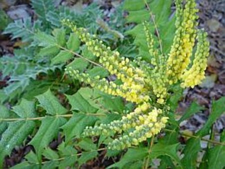 Mahonia media 'Winter Sun' 60-80 cm container - image 1