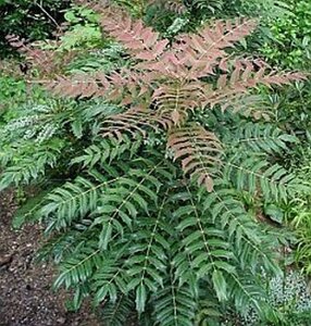 Mahonia media 'Winter Sun' 60-80 cm container - image 2