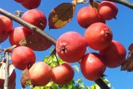 Malus 'Neville Copeman' 2jr. A kwal. BR bushes - image 1