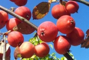 Malus 'Neville Copeman' 2jr. A kwal. BR bushes