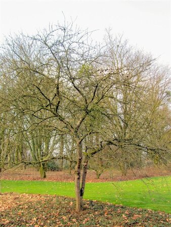 Malus 'Neville Copeman' 2jr. A kwal. BR bushes - image 2
