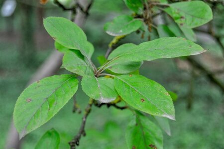 Malus 'Neville Copeman' 2jr. A kwal. BR bushes - image 3