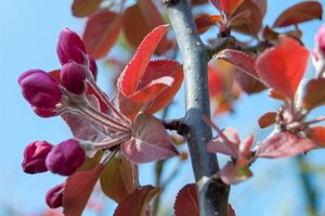 Malus 'Neville Copeman' 2jr. A kwal. BR bushes - image 4