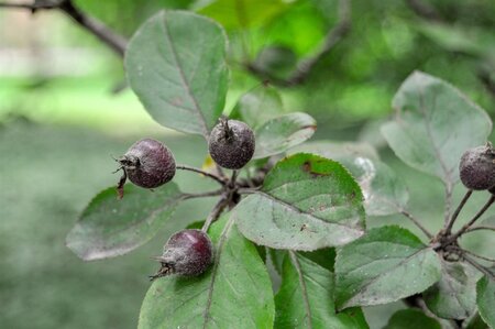 Malus 'Neville Copeman' 2jr. A kwal. BR bushes - image 5