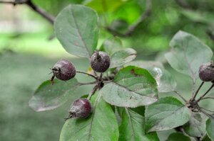 Malus 'Neville Copeman' 2jr. A kwal. BR bushes - image 5