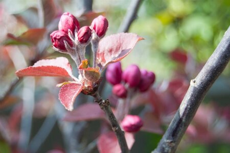 Malus 'Neville Copeman' 2jr. A kwal. BR bushes - image 6