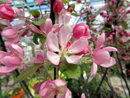 Malus 'Neville Copeman' 2jr. A kwal. BR bushes - image 7