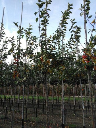 Malus 'Professor Sprenger' 10-12 Hoogstam wortelgoed - afbeelding 4
