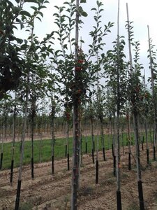 Malus 'Professor Sprenger' 10-12 Hoogstam wortelgoed - afbeelding 3