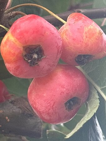 Malus 'Professor Sprenger' 10-12 Hoogstam wortelgoed - afbeelding 2