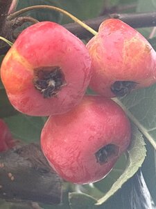 Malus 'Professor Sprenger' 10-12 Hoogstam wortelgoed - afbeelding 2