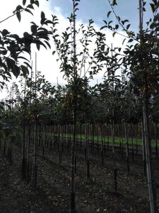Malus 'Professor Sprenger' 12-14 Hoogstam wortelgoed 2 X verplant