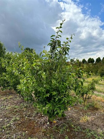 Malus 'Professor Sprenger' 200-250 cm draadkluit meerstammig