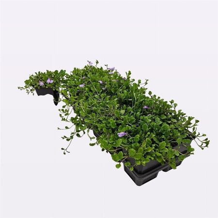 Mazus reptans geen maat specificatie 0,55L/P9cm