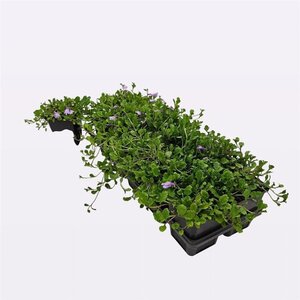 Mazus reptans geen maat specificatie 0,55L/P9cm