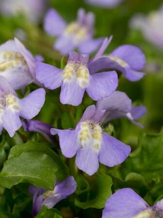 Mazus reptans geen maat specificatie 0,55L/P9cm - afbeelding 2