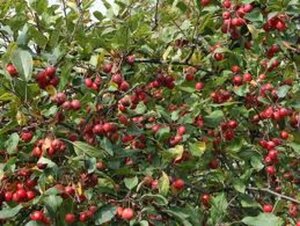 Malus 'Red Jade' 6-8 Halfstam wortelgoed